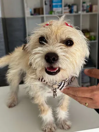 Cão de pelo creme sorrindo depois do atendimento, com laço vermelho