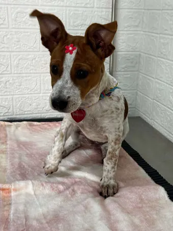 Cão marrom e branco com flor vermelha no pelo depois da consulta