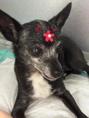 Cão de pelo rajado descansando com flor rosa no pelo