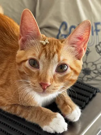 Gato laranja deitado na mesa de atendimento, com laço dourado no pelo