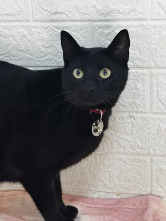 Gato preto adulto com coleira e plaquinha de identificação
