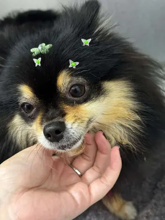 Lulu da pomerânia preto e marrom no colo da veterinária, com enfeites de borboleta